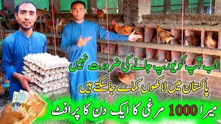 1000 Golden Misri Murgi ka Daily Profit  Start Golden Misri Murgi Farming in Winter [upl. by Cressy98]