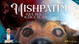 MISHPATIM  ¿Qué dice la CABALÁ acerca de los PERROS [upl. by Eemak]