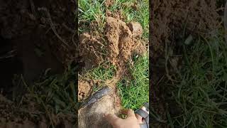 Palmyra palm tree seed are being planted P36 shorts nature [upl. by Wolfort919]