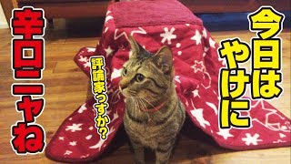 念願の猫用こたつを購入、使い心地をあえて辛口批評してみた！ [upl. by Ahsitra893]