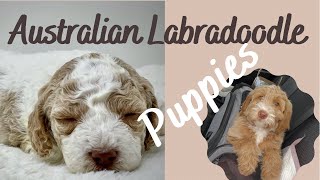 Australian Labradoodle Puppies [upl. by Ausoj]