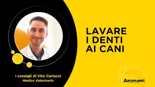 Come lavare i denti al cane I consigli del veterinario  Arcaplanet [upl. by Yelrah]