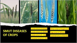 Loose and Covered smuts of wheat barley and oats agriculture plantpathology smutdiseaseofcereals [upl. by Colet]