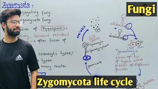 Zygomycota life cycle  Characteristics  Class 11 Biology [upl. by Rinee835]