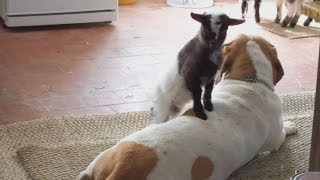 Cute baby pygmy goat plays with dogs [upl. by Bohun143]