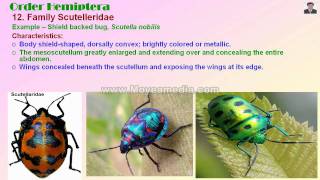 Apterygote and Exopterygote Insect Family identificationmp4 [upl. by Celtic]