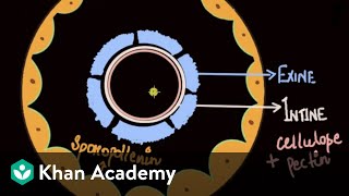 Microsporogenesis  Reproduction  Biology  Khan Academy [upl. by Lindbom]