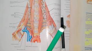 Scalenovertebral Triangle  head and neck [upl. by Kaspar]