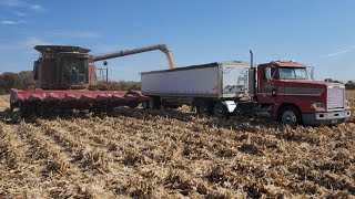 Harvesting Record Corn Crop [upl. by Willie]