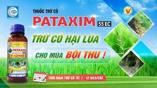 𝗣𝗔𝗧𝗔𝗫𝗜𝗠 𝟱𝟱𝗘𝗖 Chuyên trừ cỏ cho ruộng Lúa với hai chất tác động 𝑩𝑼𝑻𝑨𝑪𝑯𝑳𝑶𝑹 và 𝑷𝑹𝑶𝑷𝑨𝑵𝑰𝑳 [upl. by Annaeg]