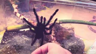 Avicularia avicularia Andreas [upl. by Slohcin568]