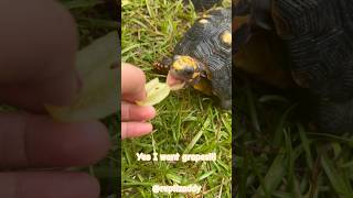 Grapes tortoise redfoot reptile petlover viralshorts [upl. by Hotze597]