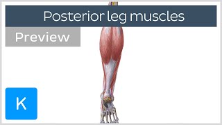 Posterior Leg Muscles Overview preview  Human Anatomy  Kenhub [upl. by Alvin]