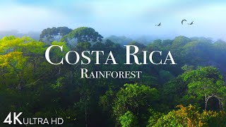 Costa Rica Rainforest 4k  Happiest Country On Earth With Exotic Wildlife  Scenic Relaxation Film [upl. by Agna]