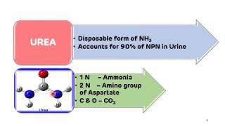 Urea Cycle Formation of Urea  NEET PG  Biochemistry  Dr Amit Maheshwari [upl. by Harac706]