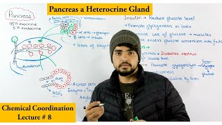 Pancreas structure and Function [upl. by Ruthanne]