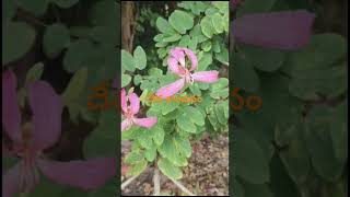 దేవ కాంచనం ll Dr Murthy Plant World ll Bauhinia ornamentaltrees landscape GaspardBauhin [upl. by Aicemed]