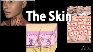 Anatomy and Physiology of the Skin Animation [upl. by Hpejsoj]