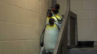 King Penguins Leaving Exhibit  Cincinnati Zoo [upl. by Posner83]