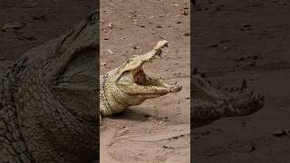 The Crocodile Pool in Gambia [upl. by Yousuf]