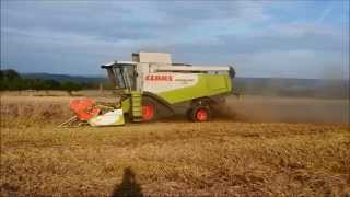 Roggen Dreschen 2014 mit Claas Lexion 550 und Massey Ferugson 3085 New Holland TL 90 [upl. by Akima]