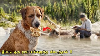 இப்படி ஒரு நாய் உங்களுக்கு கிடைத்தால்  Tamil hollywood times  movie story amp review in tamil [upl. by Llij354]