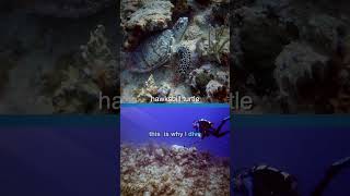 Why I Dive  Hawksbill turtle scubadiving [upl. by Olegna]