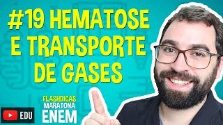 Hematose e Transporte de Gases  Flashdica 19  Maratona ENEM  Prof Gui [upl. by Perkins628]