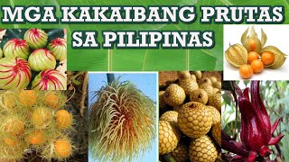 MGA PRUTAS NA DI KARANIWANG NAKIKITA SA BUONG BANSA MGA KAKAIBANG PRUTAS SA PILIPINAS [upl. by Kantor426]