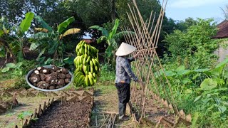 Bright dumplings making bean trellises harvesting and cooking from the garden  countrysidelife [upl. by Rochell]