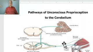 Anatomy of CNS Module in Arabic 2024 Pathway of unconscious proprioception Dr Wahdan [upl. by Adnilahs]