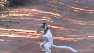 Dancing Lemurs Madagascar [upl. by Yelir]