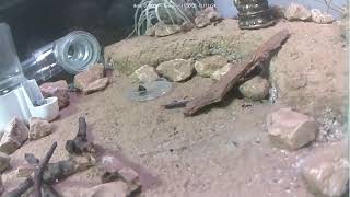 🐜 Arena Day 1480 1 Messor Barbarus Ant Farm Video Diary [upl. by Ehc]