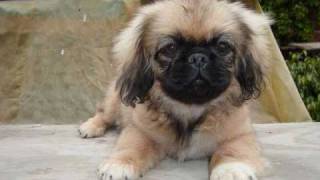 Pekines Cachorros [upl. by Annas759]