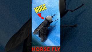 HUGE Horse Fly Attack [upl. by Sirapal485]