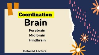 Brain mid brain hindbrainforebrain thalamus cerebrum hypothalamus cerebellum pons medulla [upl. by Winograd]