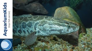 THE TOP 10 AGGRESSIVE FRESHWATER FISH HD [upl. by Dunlavy237]