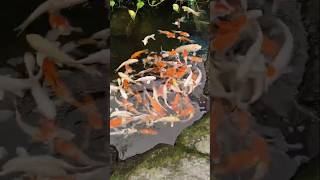 Orenge nd white fish viralvideos shortvideos koifish Cyprinus rubrofuscus colorful fish shorts [upl. by Airotahs839]