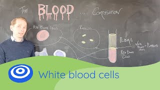 White Blood Cells  GCSE science Biology 91 [upl. by Bryce158]