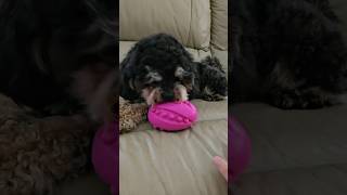 dog puppy poodlemix babyanimal cute poodle babydog maltipoo [upl. by Aitsirhc]