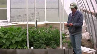 Easy Tomato Trellis [upl. by Oemor]