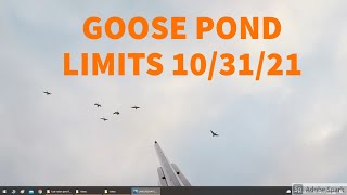 103121 GOOSE POND LIMITS Honkers Mallard Pheasants [upl. by Candace12]