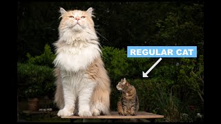 Maine Coon Cat Breed Characteristics Facts amp Personality Explained [upl. by Bledsoe827]