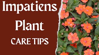 Impatiens Plant Care Tips Impatiens ki dekhbhal kaise karein  Detailed information gardening [upl. by Jacky]