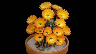 Coccineus cactus cactus flowers Echinocereus Coccineus spectacularvlogger shortvideo [upl. by Asset]