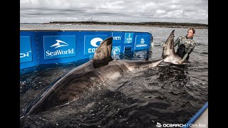 Tracking Sharks with OCEARCH and Brett McBride [upl. by Akkim]