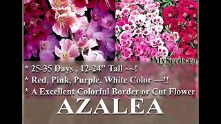 CLARKIA GODETIA  AZALEA DOUBLE MIX  Clarkia amoena FLOWER SEEDS on wwwMySeedsCo [upl. by Weisman130]