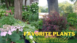 My Top 6 Plants to Grow Under Trees 🍃 best perennials to plant under trees 🍀 Minnesota garden [upl. by Creight]