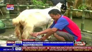 Peternak Kambing Etawa Rambah Pemerahan Susu dan Permen [upl. by Aneekas]