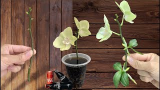 Surprise 5 Easiest Orchid Propagation Methods in 2025 [upl. by Harriman]